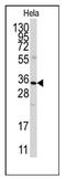 PAP-III antibody, AP12480PU-N, Origene, Western Blot image 