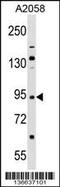 Tripartite Motif Containing 42 antibody, 58-843, ProSci, Western Blot image 