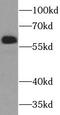 SIM BHLH Transcription Factor 2 antibody, FNab07869, FineTest, Western Blot image 