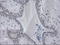 Interleukin 3 antibody, LS-C114397, Lifespan Biosciences, Immunohistochemistry frozen image 