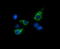 TRNA 5-Methylaminomethyl-2-Thiouridylate Methyltransferase antibody, LS-C174377, Lifespan Biosciences, Immunofluorescence image 