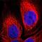 Neurensin 2 antibody, PA5-53400, Invitrogen Antibodies, Immunofluorescence image 