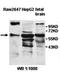 Zinc Finger Protein 215 antibody, orb78018, Biorbyt, Western Blot image 