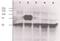 Angiopoietin 2 antibody, ab8452, Abcam, Western Blot image 