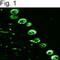 Inositol 1,4,5-Trisphosphate Receptor Type 1 antibody, NBP2-22458, Novus Biologicals, Immunocytochemistry image 