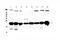 Parkinsonism Associated Deglycase antibody, A00757-2, Boster Biological Technology, Western Blot image 
