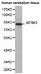 Neurotrophic Receptor Tyrosine Kinase 2 antibody, LS-C192852, Lifespan Biosciences, Western Blot image 
