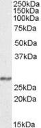 NADH:Ubiquinone Oxidoreductase Core Subunit S3 antibody, PA5-19118, Invitrogen Antibodies, Western Blot image 