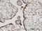 Hook Microtubule Tethering Protein 3 antibody, H00084376-M04, Novus Biologicals, Immunohistochemistry paraffin image 