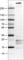 Fibrillin 1 antibody, AMAb90584, Atlas Antibodies, Western Blot image 