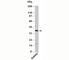 MTOR Associated Protein, LST8 Homolog antibody, N1215-100UG, NSJ Bioreagents, Western Blot image 