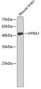 HtrA Serine Peptidase 1 antibody, 19-111, ProSci, Western Blot image 