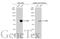 CD44 antibody, GTX112893, GeneTex, Western Blot image 