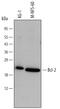 BCL2 antibody, AF810, R&D Systems, Western Blot image 