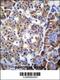 SET And MYND Domain Containing 4 antibody, 55-927, ProSci, Immunohistochemistry frozen image 