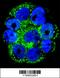 Interleukin 1 Receptor Antagonist antibody, 62-283, ProSci, Immunofluorescence image 