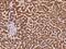 Solute Carrier Family 38 Member 1 antibody, 207523-T08, Sino Biological, Immunohistochemistry frozen image 