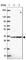 Fructosamine 3 Kinase Related Protein antibody, HPA065831, Atlas Antibodies, Western Blot image 