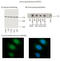 Anaphase Promoting Complex Subunit 5 antibody, TA352972L, Origene, Immunofluorescence image 