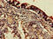 Endothelin B receptor antibody, CSB-PA007404LA01HU, Cusabio, Immunohistochemistry frozen image 