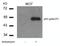 p53 antibody, 79-448, ProSci, Western Blot image 