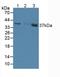 5'-Nucleotidase, Cytosolic IIIA antibody, LS-C314974, Lifespan Biosciences, Western Blot image 