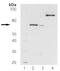 Zeta Chain Of T Cell Receptor Associated Protein Kinase 70 antibody, LS-B3268, Lifespan Biosciences, Western Blot image 