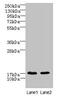 Cornichon Family AMPA Receptor Auxiliary Protein 4 antibody, CSB-PA885782LA01HU, Cusabio, Western Blot image 