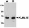 Kelch Like Family Member 15 antibody, LS-B5007, Lifespan Biosciences, Western Blot image 