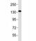 EPH Receptor A1 antibody, F53138-0.4ML, NSJ Bioreagents, Western Blot image 