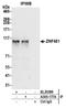 Zinc Finger Protein 451 antibody, A305-177A, Bethyl Labs, Immunoprecipitation image 