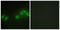 Serine/threonine-protein kinase LATS2 antibody, LS-C199192, Lifespan Biosciences, Immunofluorescence image 