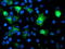 Crystallin Alpha B antibody, TA500680, Origene, Immunofluorescence image 