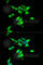 CD55 Molecule (Cromer Blood Group) antibody, A1228, ABclonal Technology, Immunofluorescence image 