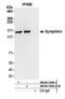 Symplekin antibody, NB100-74590, Novus Biologicals, Western Blot image 