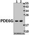 Phosphodiesterase 6G antibody, A08964, Boster Biological Technology, Western Blot image 
