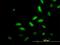 TSC22 Domain Family Member 4 antibody, H00081628-M07, Novus Biologicals, Immunocytochemistry image 