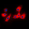 Tyrosine 3-Monooxygenase/Tryptophan 5-Monooxygenase Activation Protein Epsilon antibody, LS-C353009, Lifespan Biosciences, Immunofluorescence image 