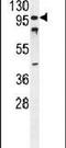 CWC22 Spliceosome Associated Protein Homolog antibody, PA5-24276, Invitrogen Antibodies, Western Blot image 