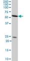 Nuclear RNA Export Factor 2B antibody, H00056001-M08, Novus Biologicals, Western Blot image 