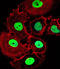 Homeobox C10 antibody, abx029621, Abbexa, Immunofluorescence image 