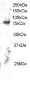 Engulfment and cell motility protein 2 antibody, TA302760, Origene, Western Blot image 
