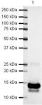 Platelet Derived Growth Factor Subunit B antibody, PA5-19524, Invitrogen Antibodies, Western Blot image 