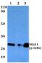 Snail Family Transcriptional Repressor 1 antibody, PA5-36774, Invitrogen Antibodies, Western Blot image 