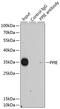 Peptidylprolyl Isomerase E antibody, GTX33133, GeneTex, Immunoprecipitation image 