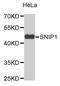 Smad Nuclear Interacting Protein 1 antibody, MBS129170, MyBioSource, Western Blot image 