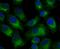 Reticulon 4 antibody, A01844-1, Boster Biological Technology, Immunocytochemistry image 