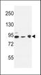 DnaJ Heat Shock Protein Family (Hsp40) Member C6 antibody, LS-C167479, Lifespan Biosciences, Western Blot image 