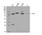 Eukaryotic Elongation Factor 2 Kinase antibody, A02277-3, Boster Biological Technology, Western Blot image 