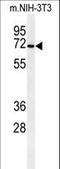 Chondroitin sulfate N-acetylgalactosaminyltransferase 1 antibody, LS-C167083, Lifespan Biosciences, Western Blot image 